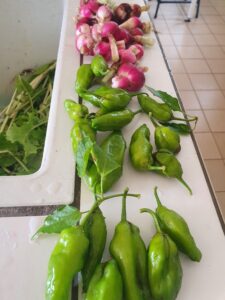 Gros piments et radis